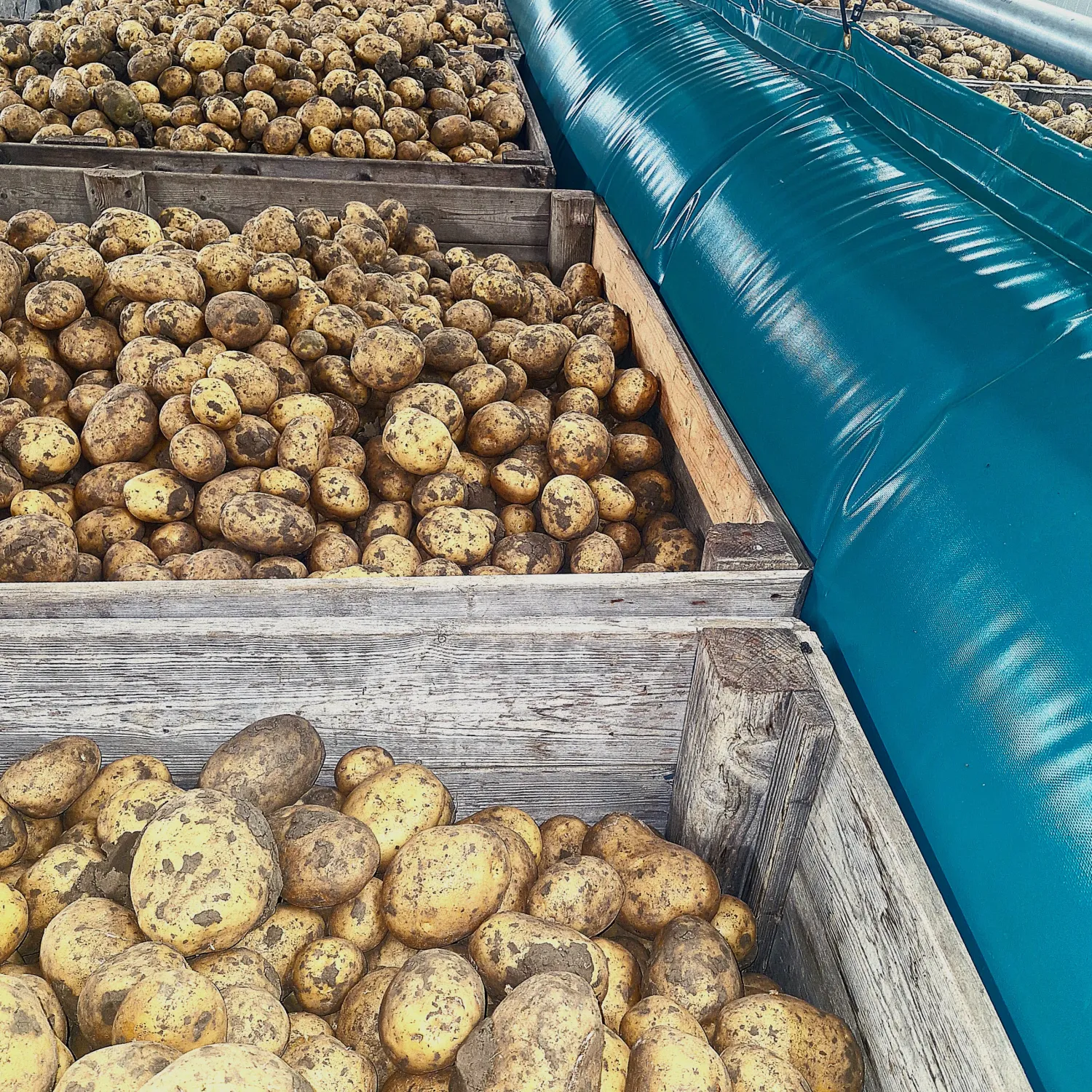 COLOMBA Aardappelen, kleigrond, grof, 200 ton