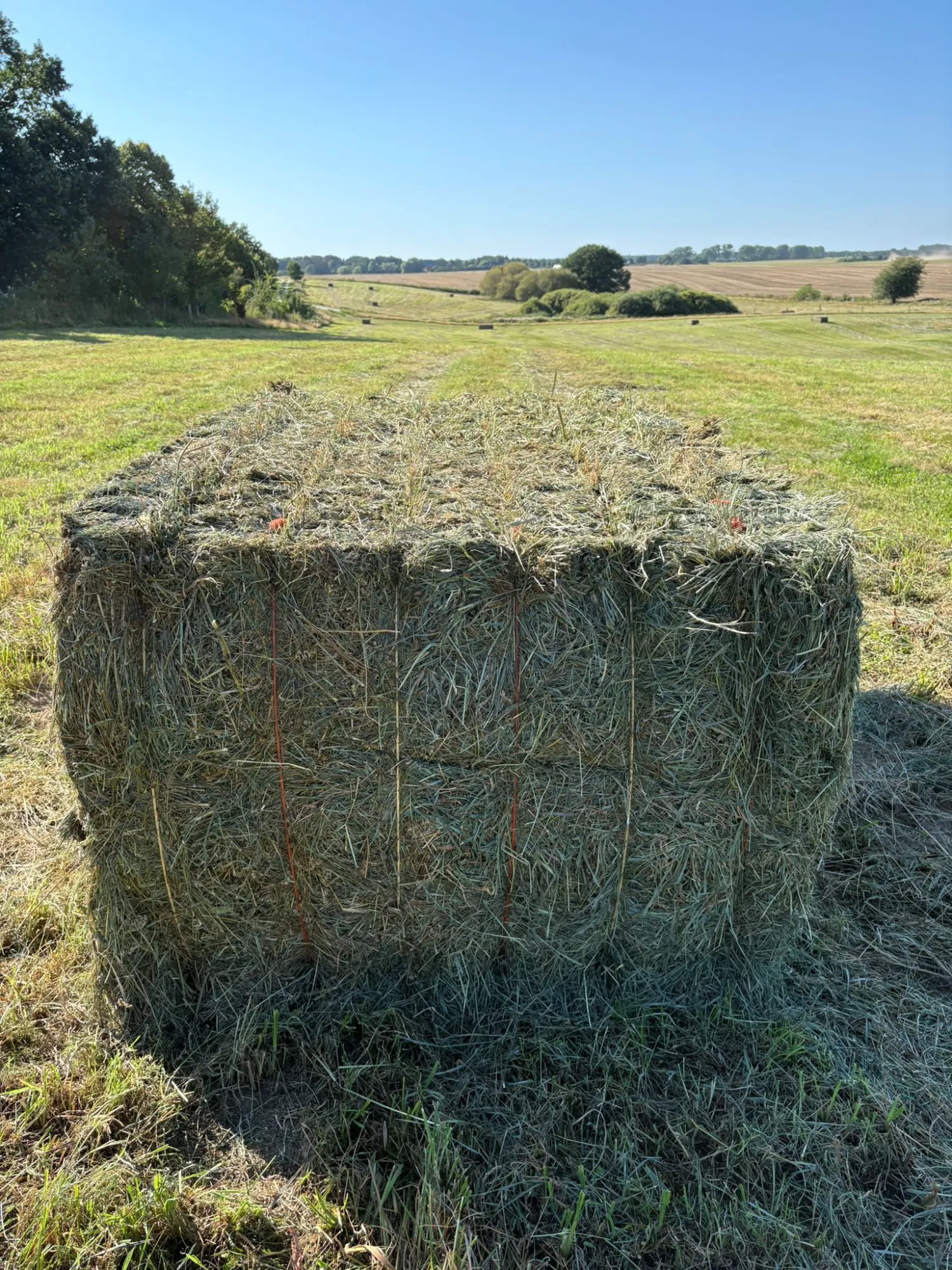 Hooi in vierkante balen kopen | Hoge kwaliteit | regio