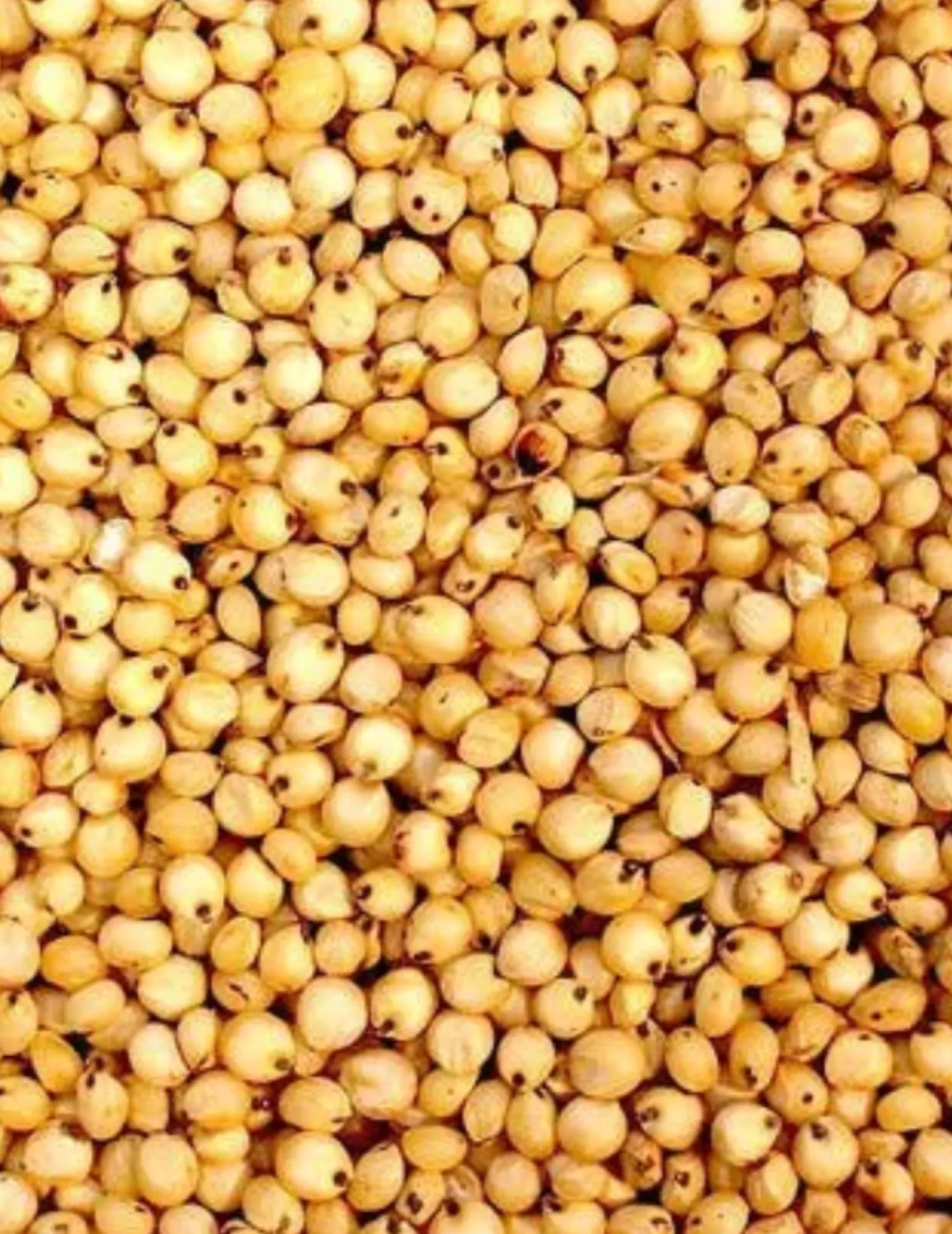 Kornerhirse / Kornersorghum zu verkaufen