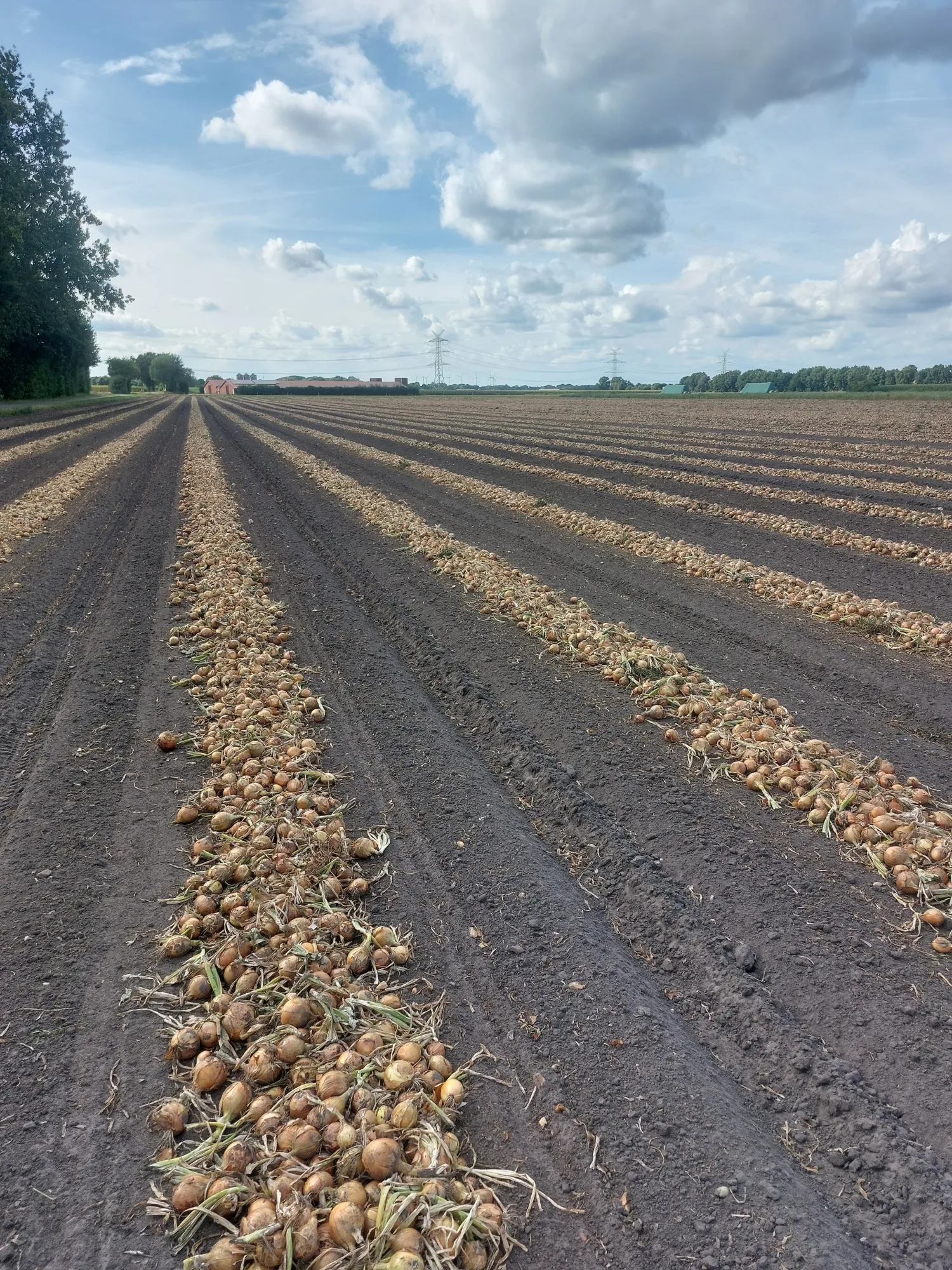 Gele uien te koop - Direct van het land, ras Fasto