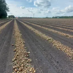 https://cdn.farmtrade.nl/media/161405/conversions/Md7hPk-thumbnail.webp