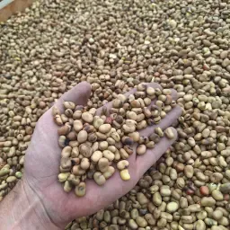 https://cdn.farmtrade.nl/media/161554/conversions/yvVGfd-thumbnail.webp
