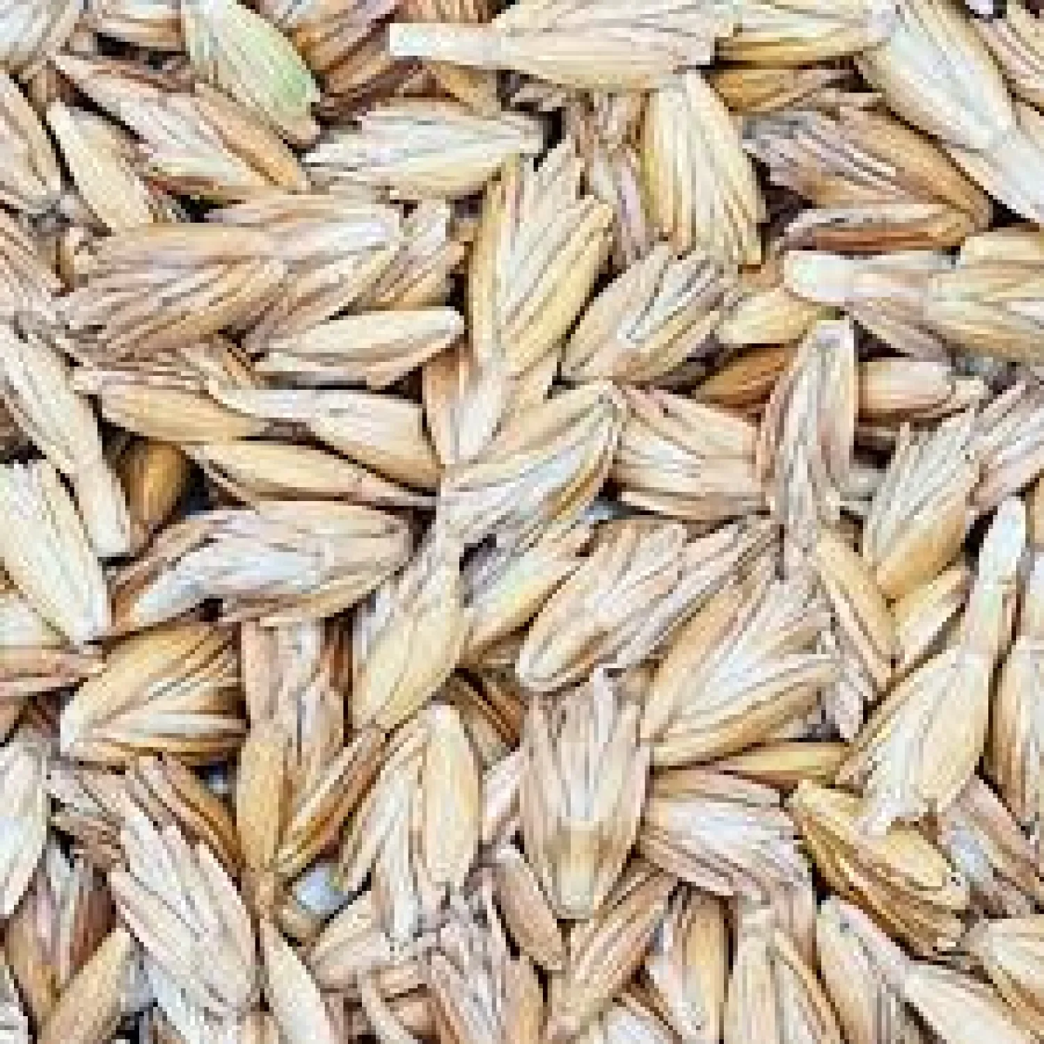 Spelt gezocht - 450+ ton