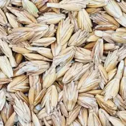 Spelt gezocht - 450+ ton