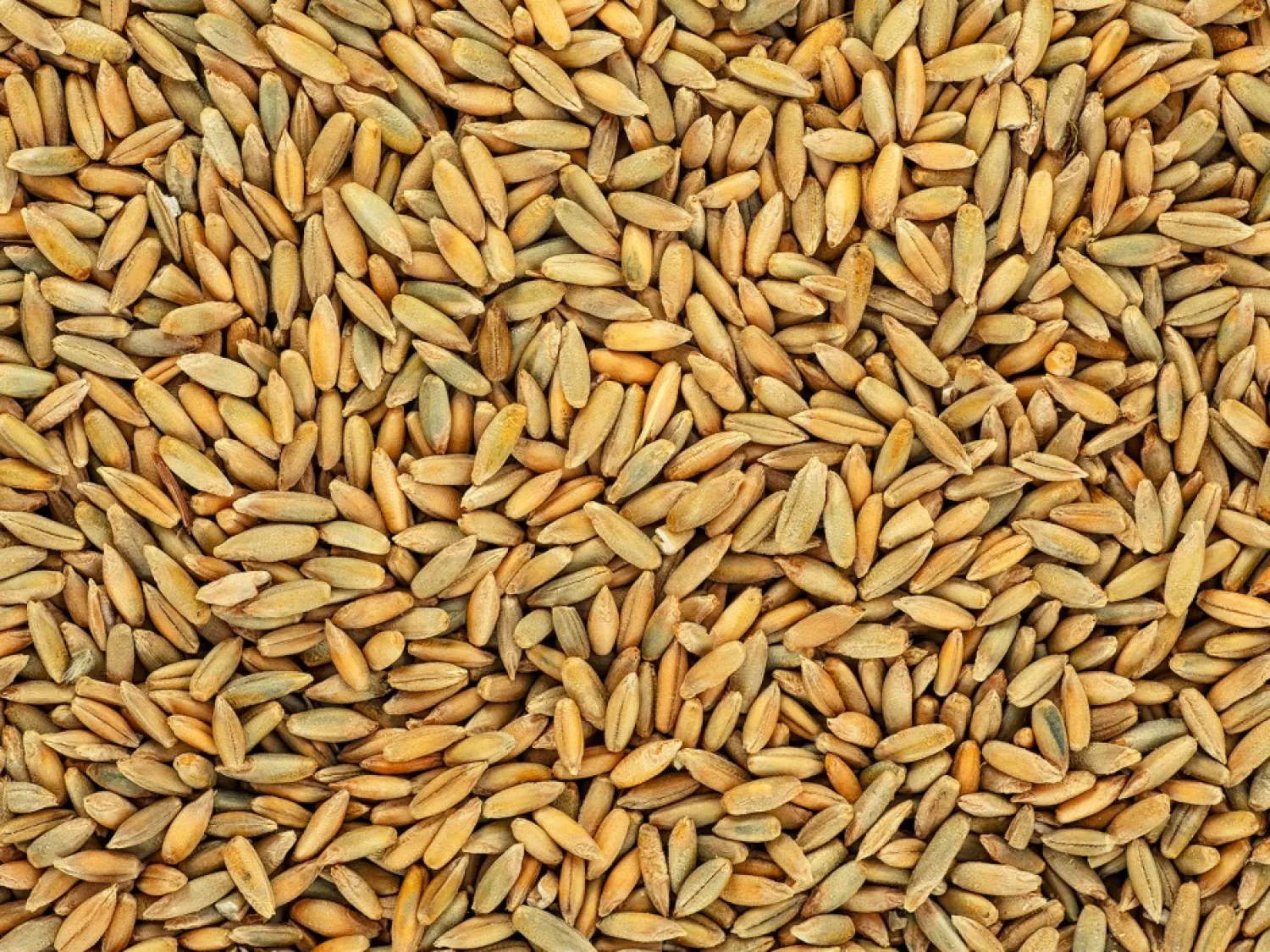 Rogge kopen: vanaf 50 ton – Graag aanbieden!