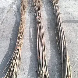 https://cdn.farmtrade.nl/media/161813/conversions/4bh2v1-thumbnail.webp