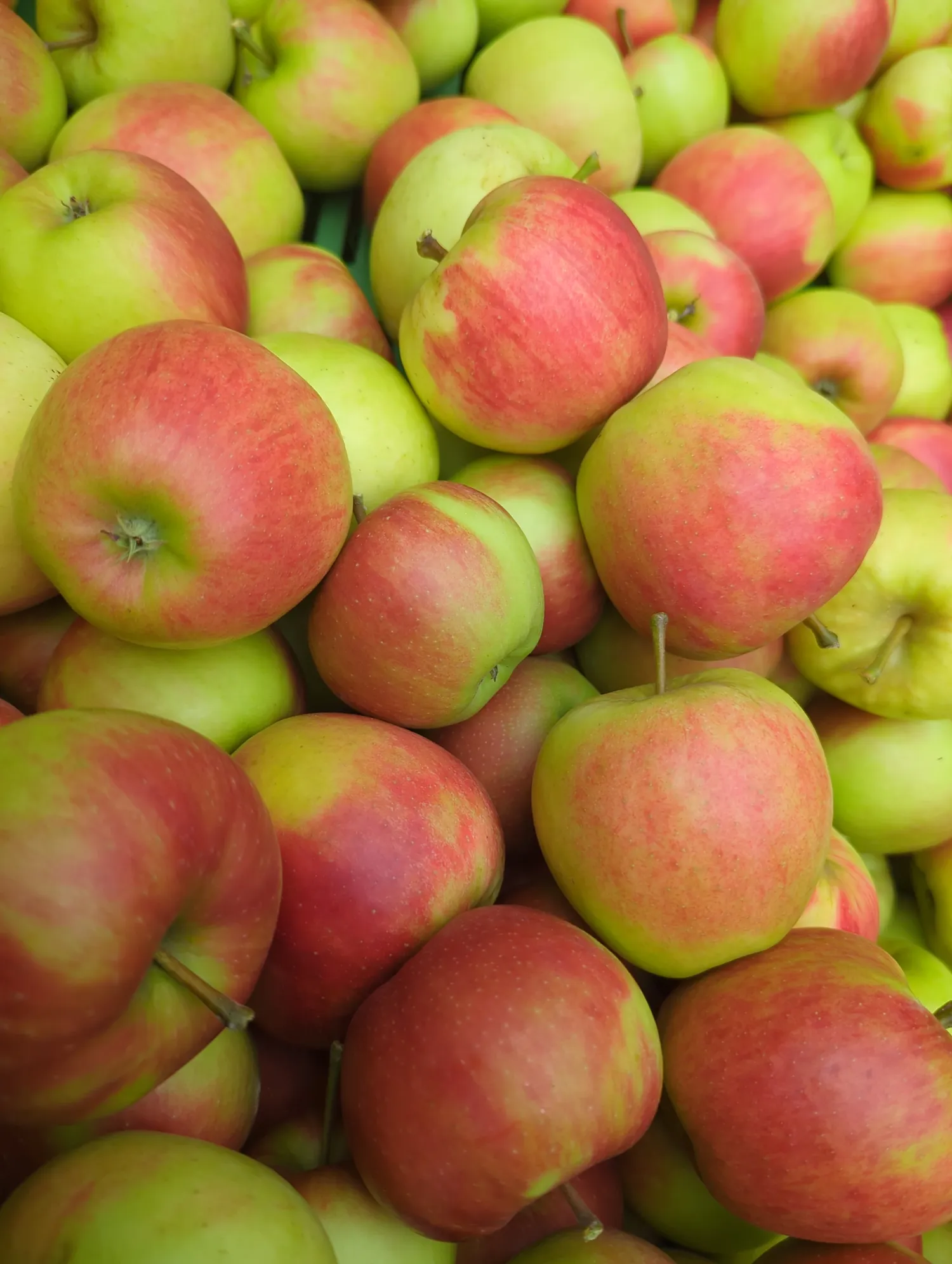 Manzanas a la venta: Elstar, Gala y más | Directo del agricultor