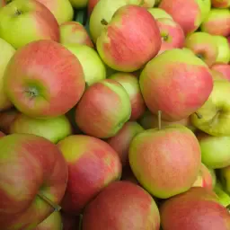 Manzanas a la venta: Elstar, Gala y más | Directo del agricultor