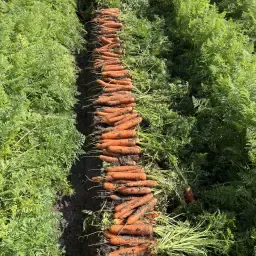 https://cdn.farmtrade.nl/media/161848/conversions/rJYUE6-thumbnail.webp