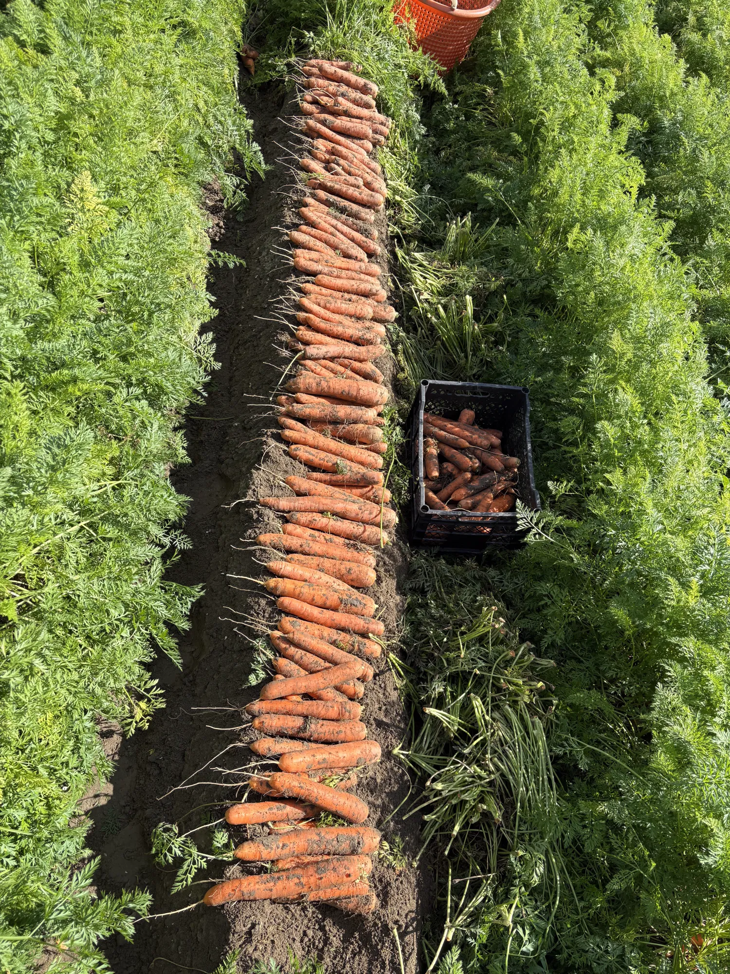 Möhren zu verkaufen: 2,8 ha in Nerac