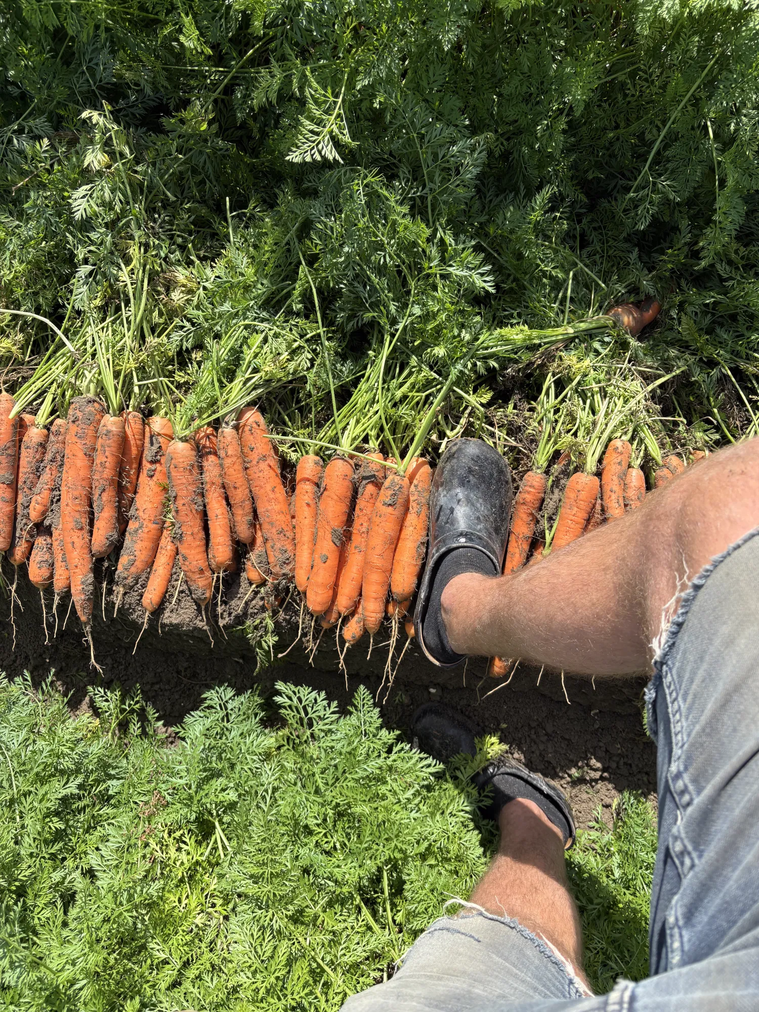 Möhren zu verkaufen: 2,8 ha in Nerac