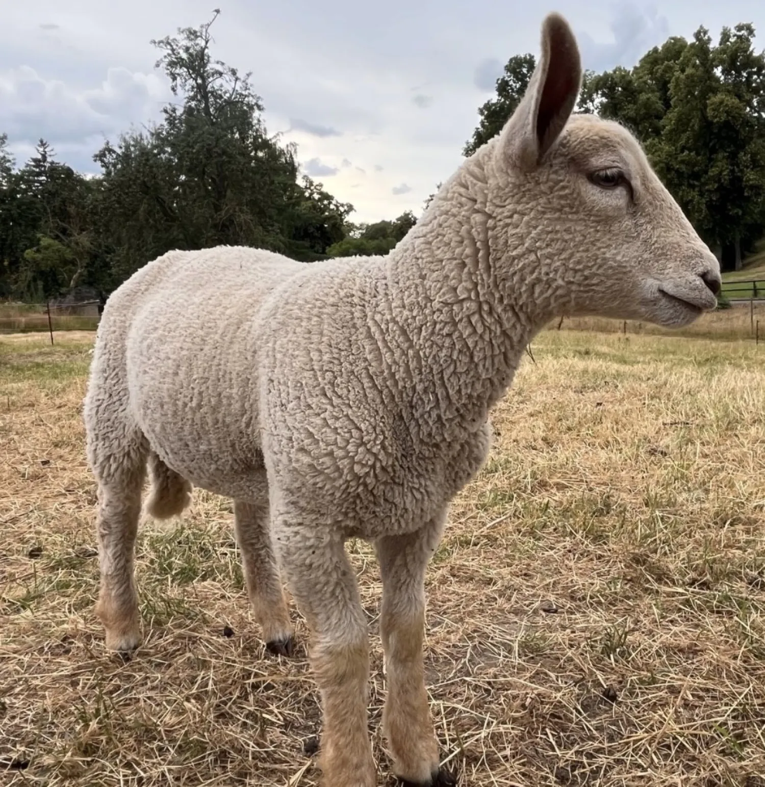Charollais Lammbock gesucht
