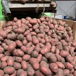 https://cdn.farmtrade.nl/media/162104/conversions/hk5CUq-thumbnail.webp