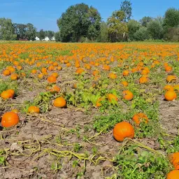 Pompoenen kopen: Hokkaido, Halloween, Butternut & Sier