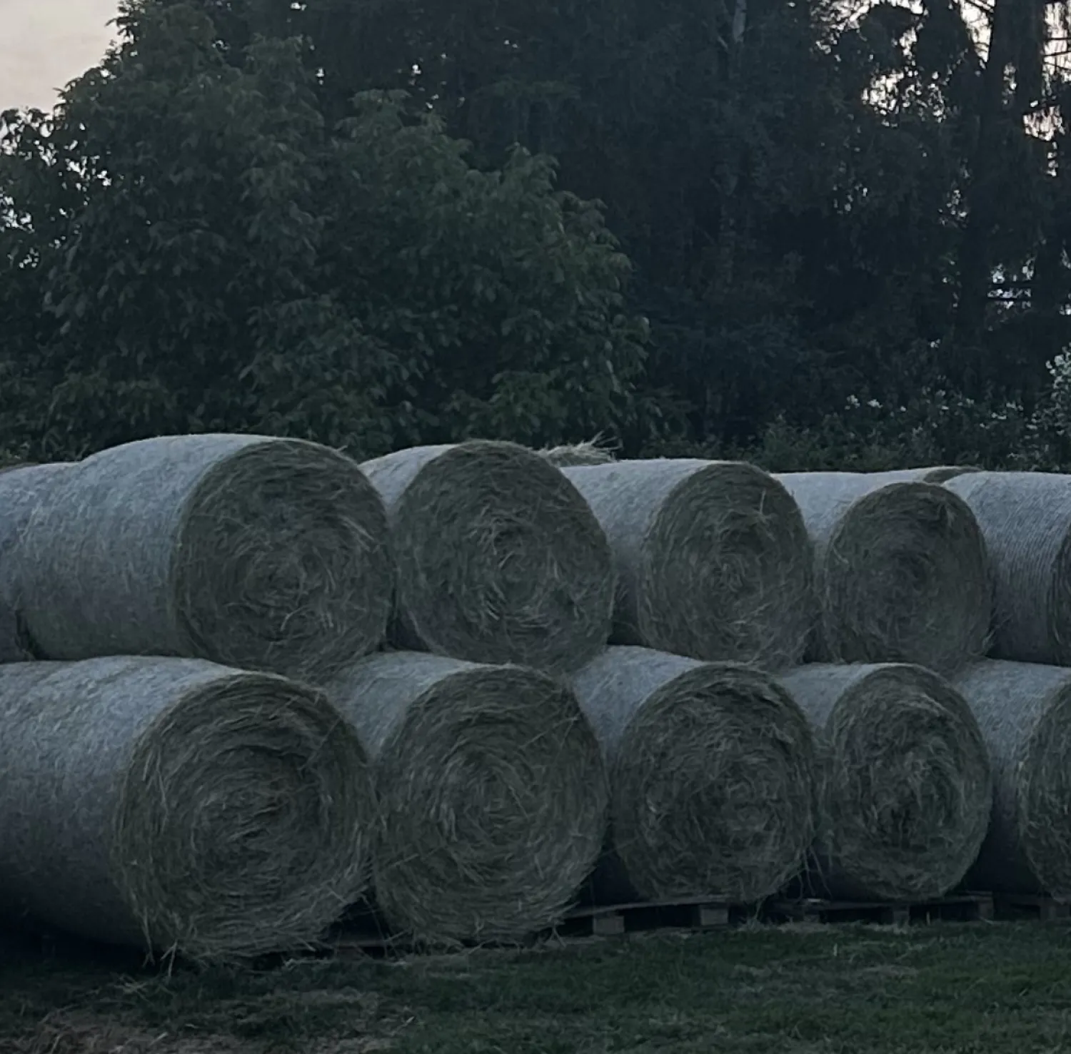 Rundballen Heu Ernte 2025 zu verkaufen