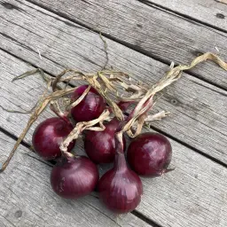 https://cdn.farmtrade.nl/media/162424/conversions/xjRRdF-thumbnail.webp