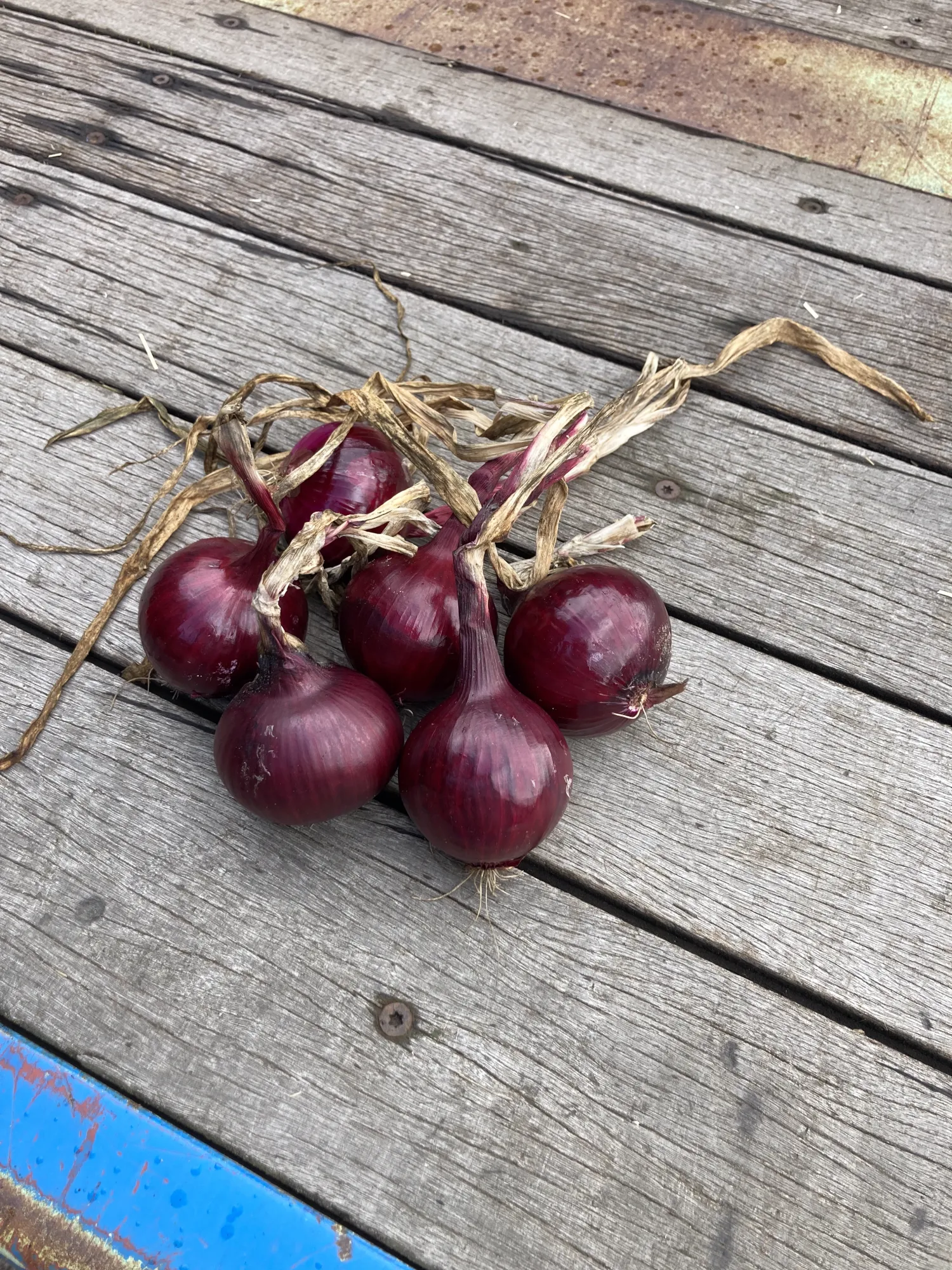 Rode zaaiuien Red Beron te rooien