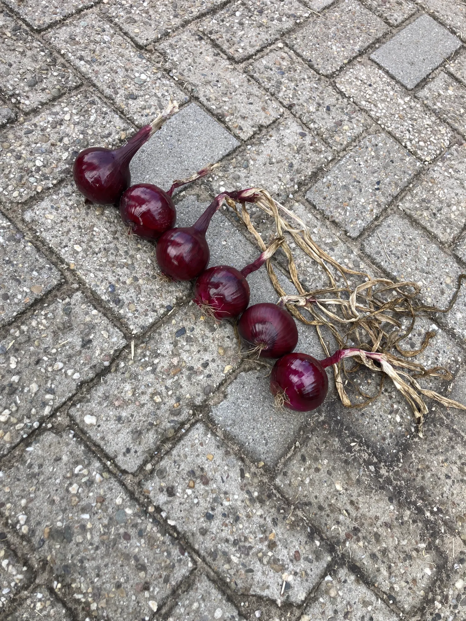 Rode zaaiuien Red Beron te rooien