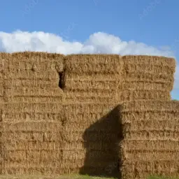 Baloți de paie de grâu de vânzare - Tăiate pătrat