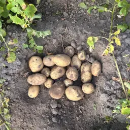 https://cdn.farmtrade.nl/media/162592/conversions/VZpqTQ-thumbnail.webp