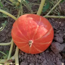 Grote hoeveelheden biologische Hokkaido-pompoenen