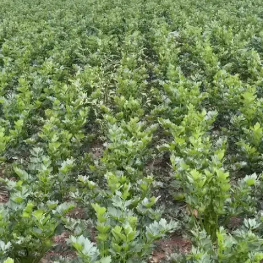 Knolselderij te koop - 4ha perceel met grote knollen