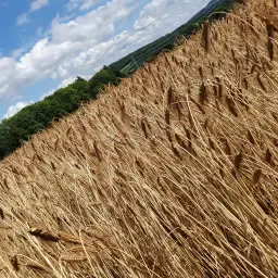 Αγοράστε σιτάρι Emmer: Βιολογικό & Συμβατικό | Προσφορές