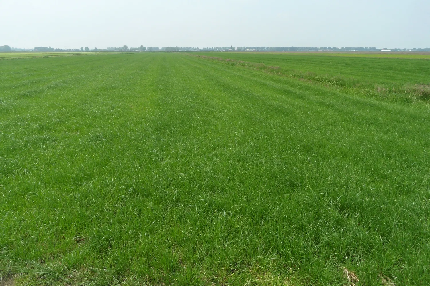 Grasland Ruilen Noord-Oostpolder | 6-7 Hectare Beschikbaar