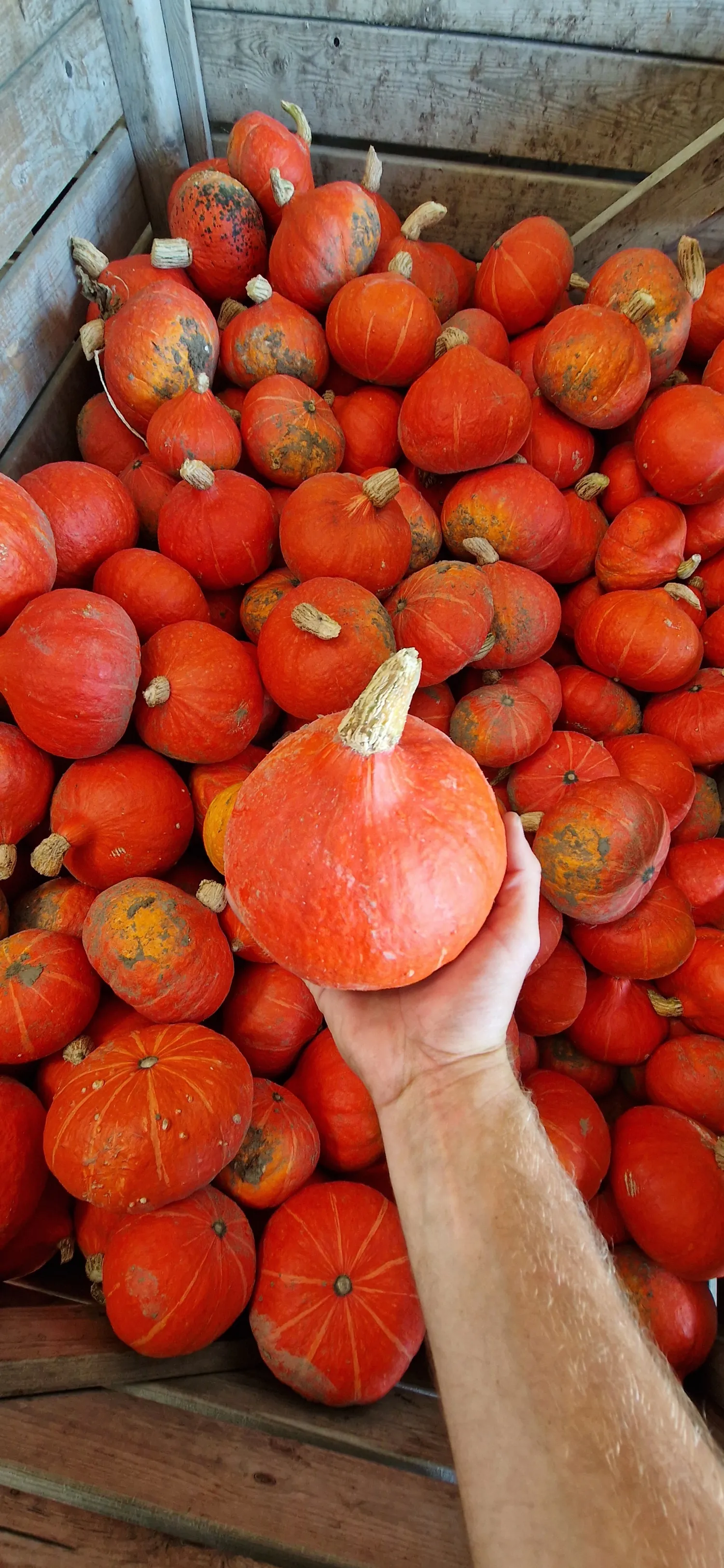 Bio Pompoenen Orange Summer - Topkwaliteit