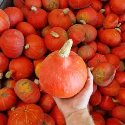 https://cdn.farmtrade.nl/media/162879/conversions/3lCh8k-thumbnail.webp