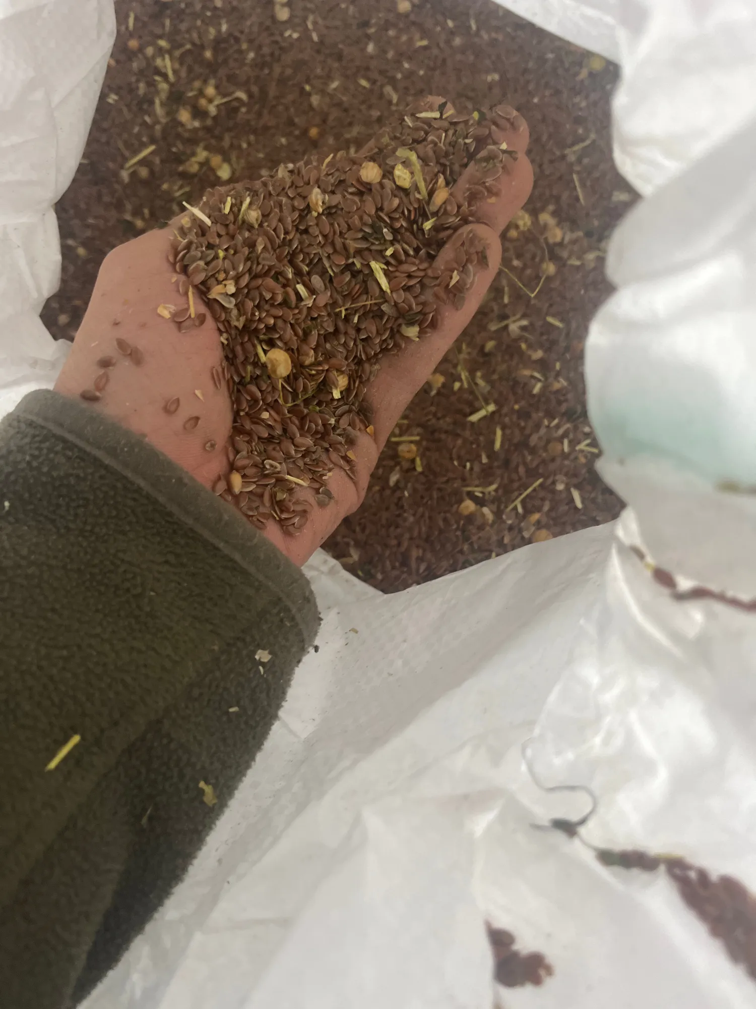 Ollein Ernte zu verkaufen – 2 Tonnen in BigBags