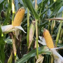 https://cdn.farmtrade.nl/media/163052/conversions/rspqUV-thumbnail.webp