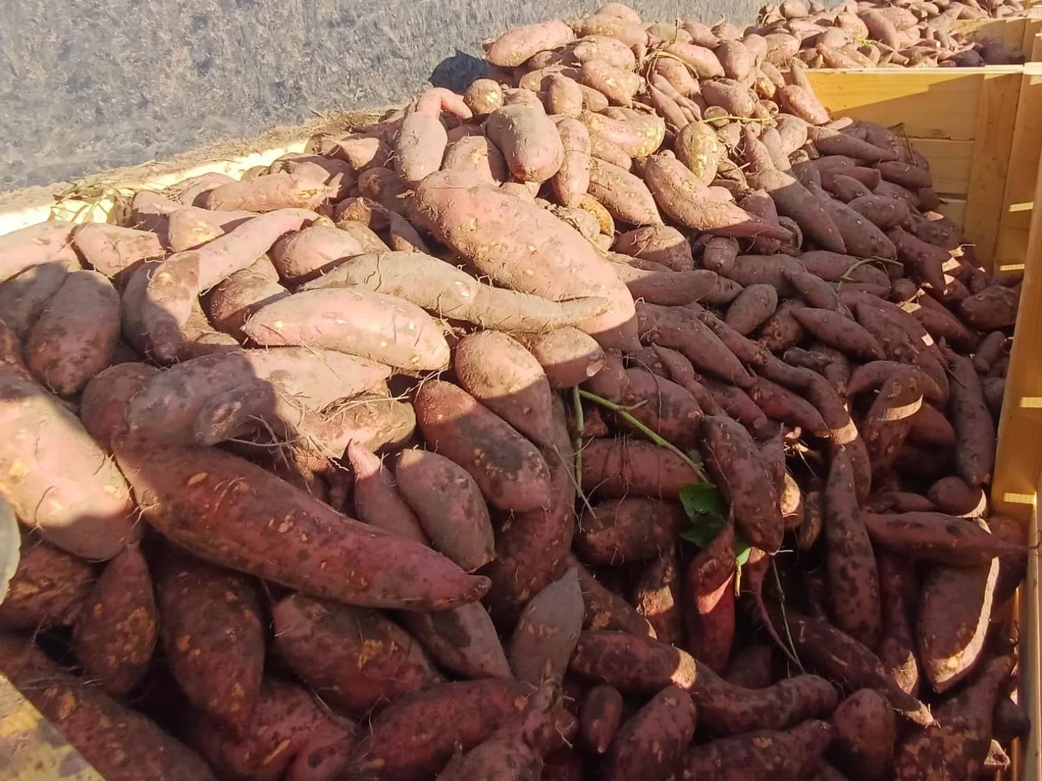 Zoete aardappelen rooien | Machinaal & efficiënt