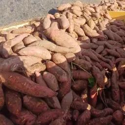 https://cdn.farmtrade.nl/media/163098/conversions/OgM7Ri-thumbnail.webp