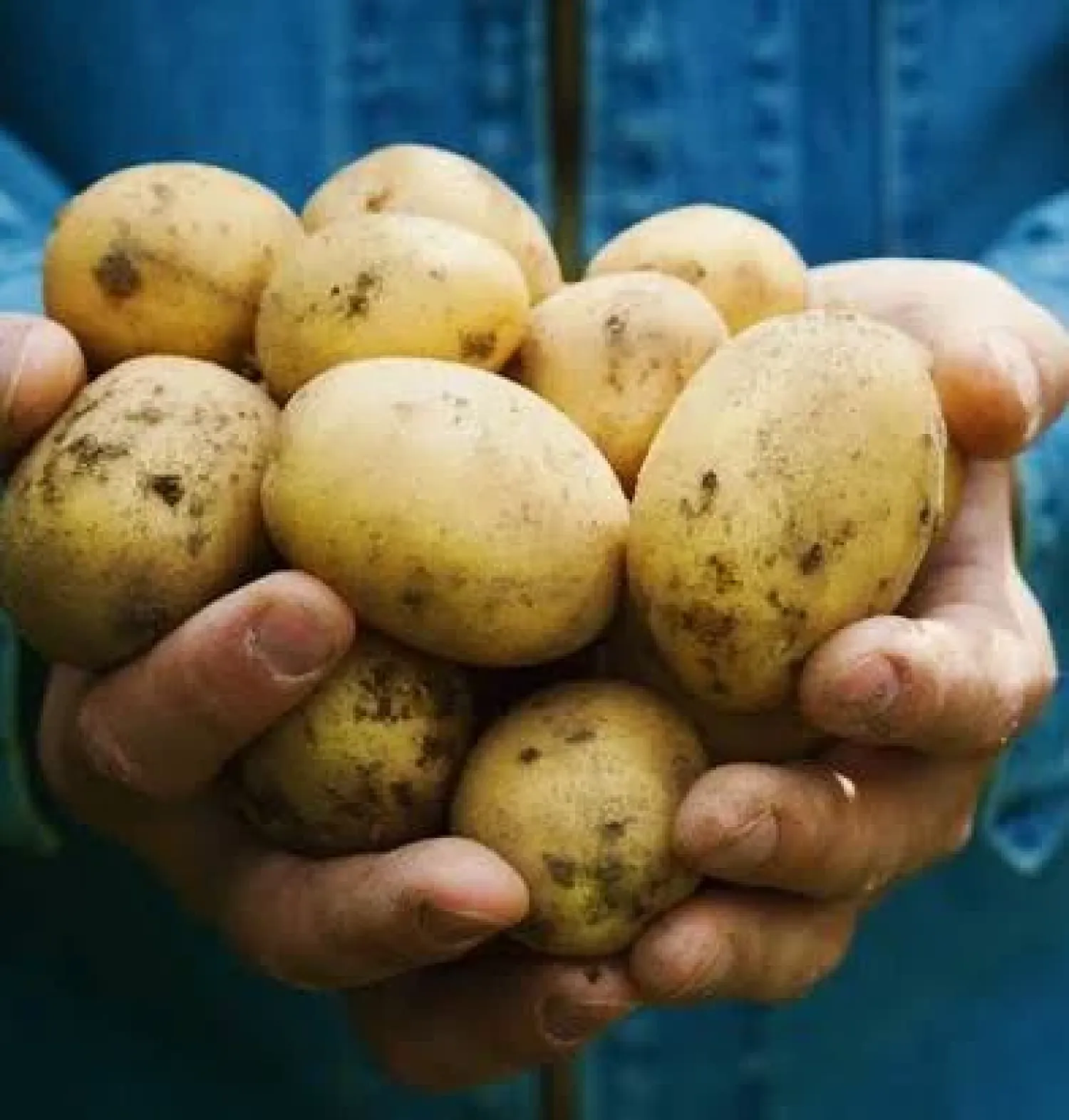 Wanted: Load of Feed Potatoes | Potato Trading