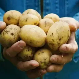 Wanted: Load of Feed Potatoes | Potato Trading