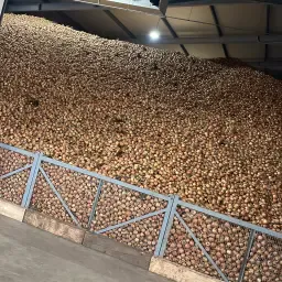 Oignons jaunes et rouges à vendre