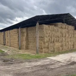 Paie de orz, secară și triticale de vânzare