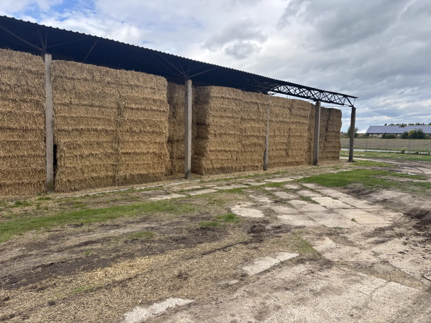 Paie de orz, secară și triticale de vânzare