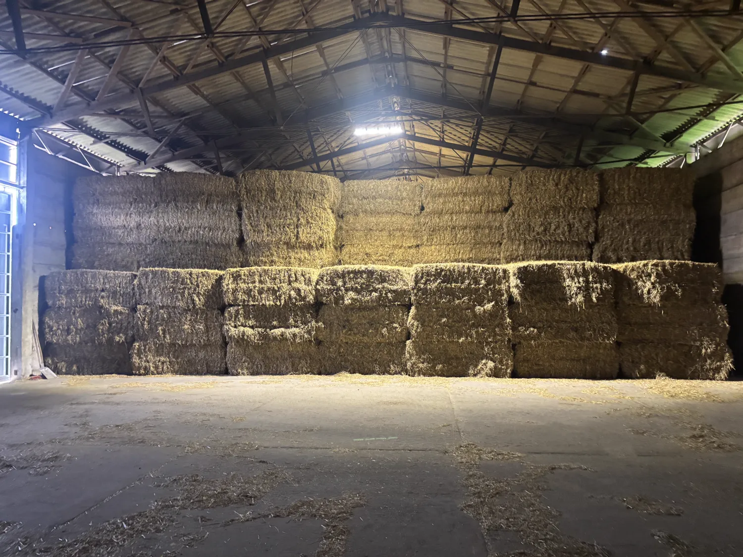 Paie de orz, secară și triticale de vânzare
