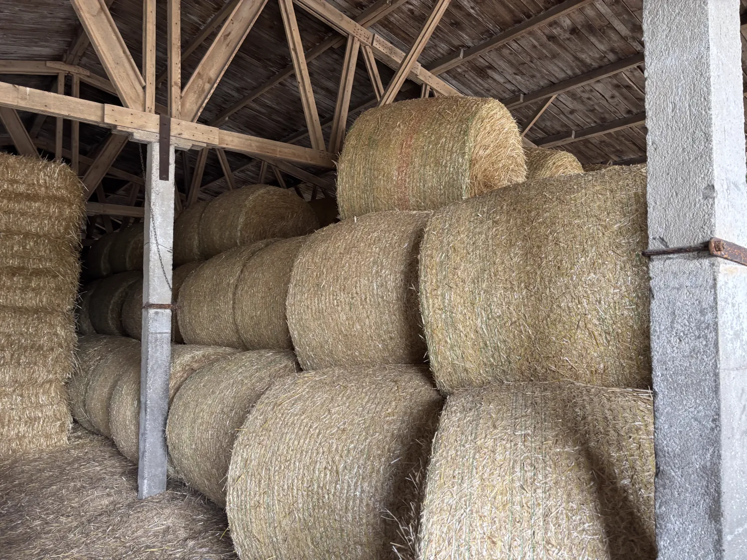 Paie de orz, secară și triticale de vânzare