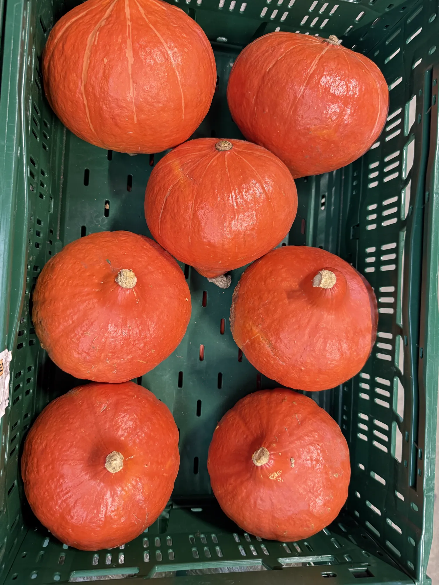 Hokkaido-Kürbisse zu verkaufen | Große Mengen verfügbar