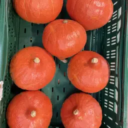 https://cdn.farmtrade.nl/media/163331/conversions/2EyRr7-thumbnail.webp