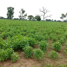 Sojabonen te koop: 100 ton uit Afrika