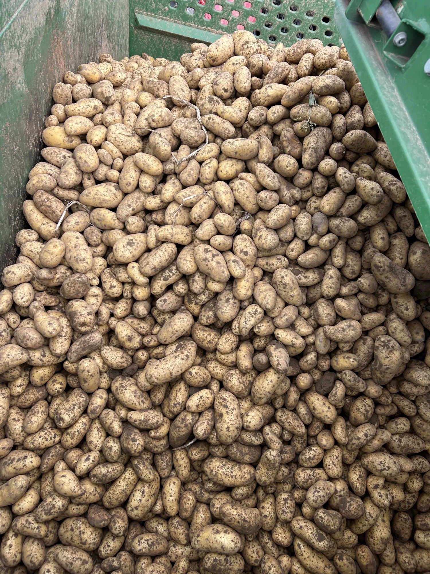 Annabell Table Potatoes: 30 Tons For Sale