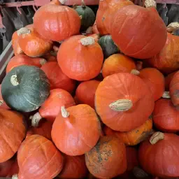 https://cdn.farmtrade.nl/media/163432/conversions/esNZdH-thumbnail.webp