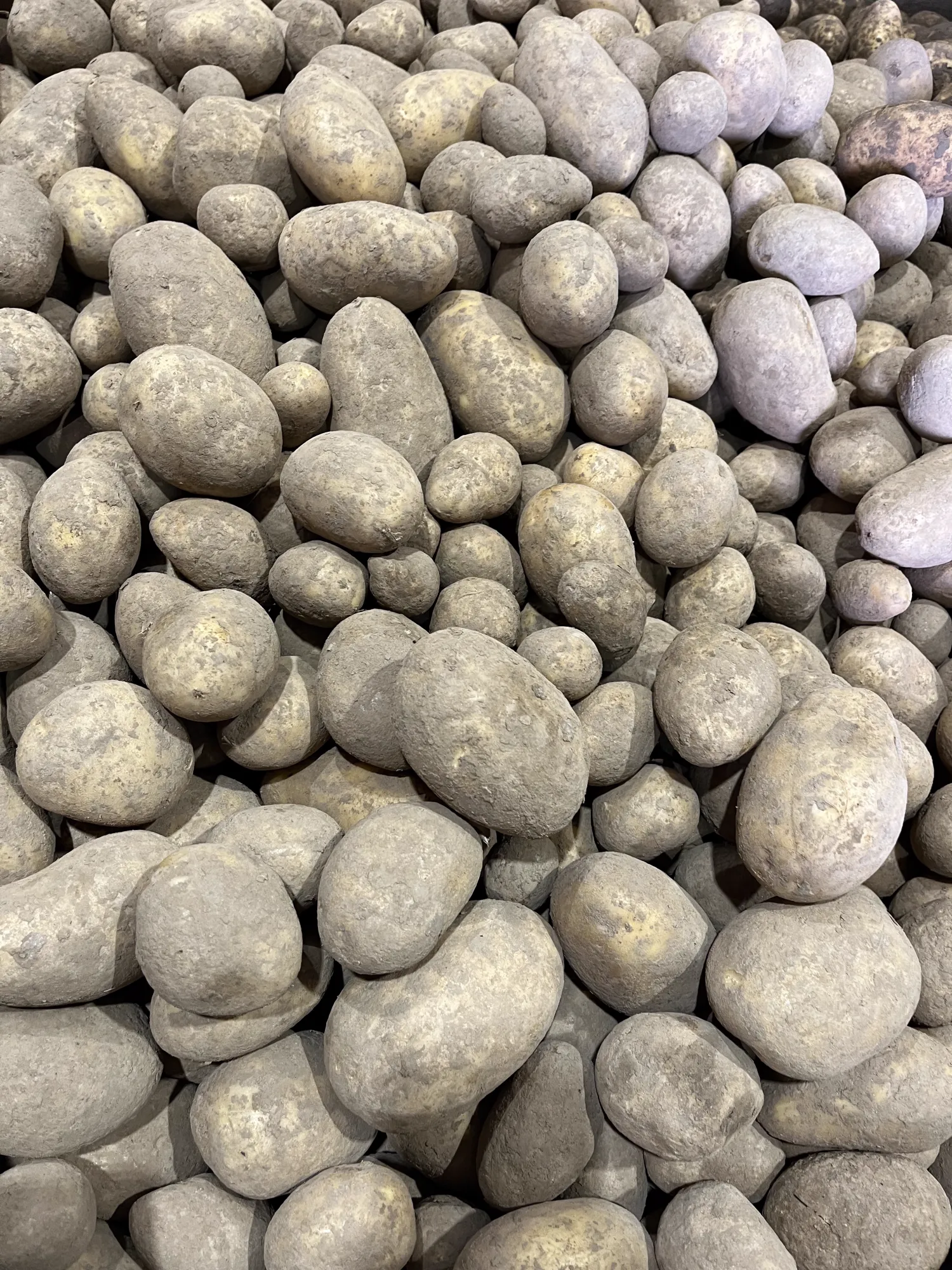 High Quality Potatoes For Sale