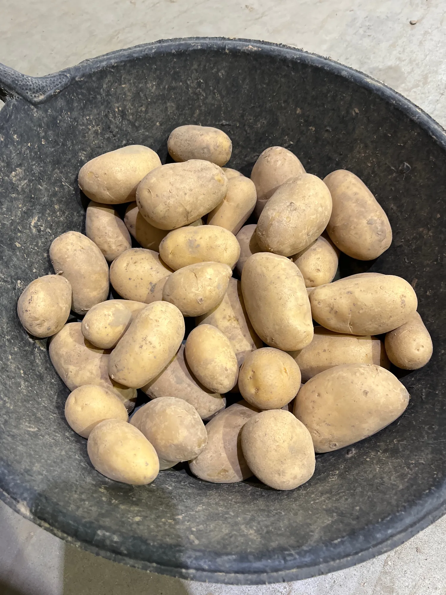 High Quality Potatoes For Sale