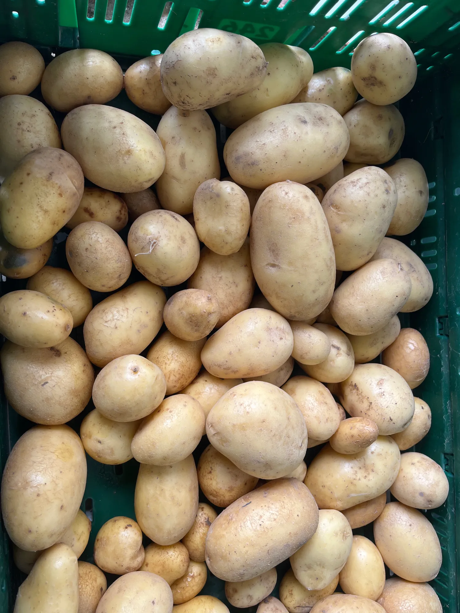 High Quality Potatoes For Sale