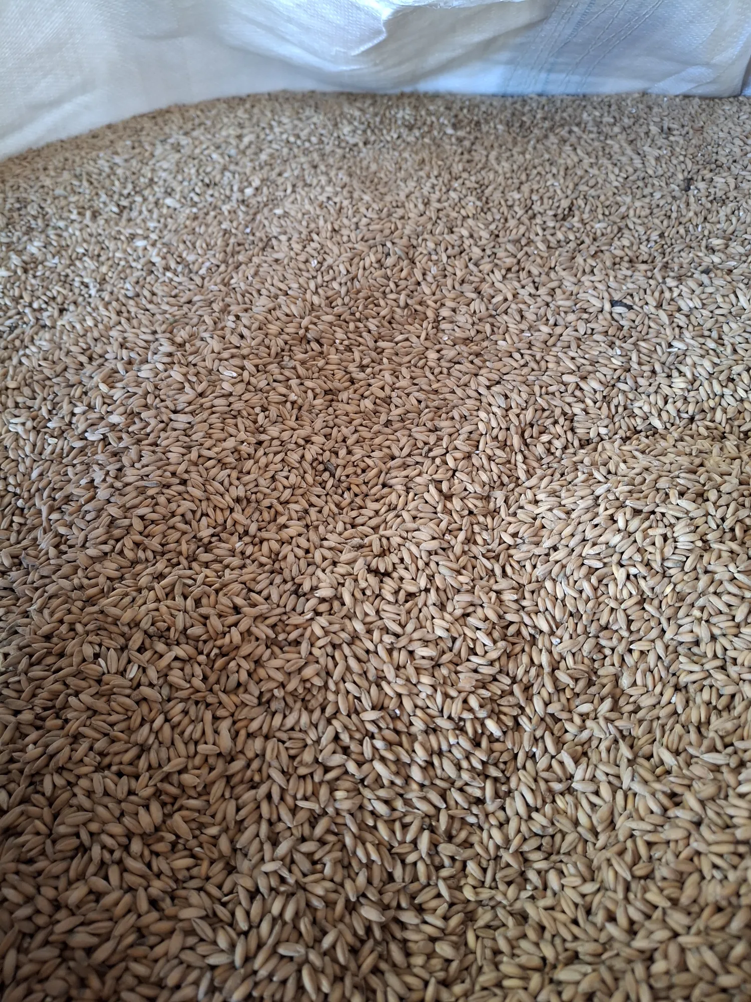 Groenbemester Rogge Kopen | Scherpe Prijs per Kilo